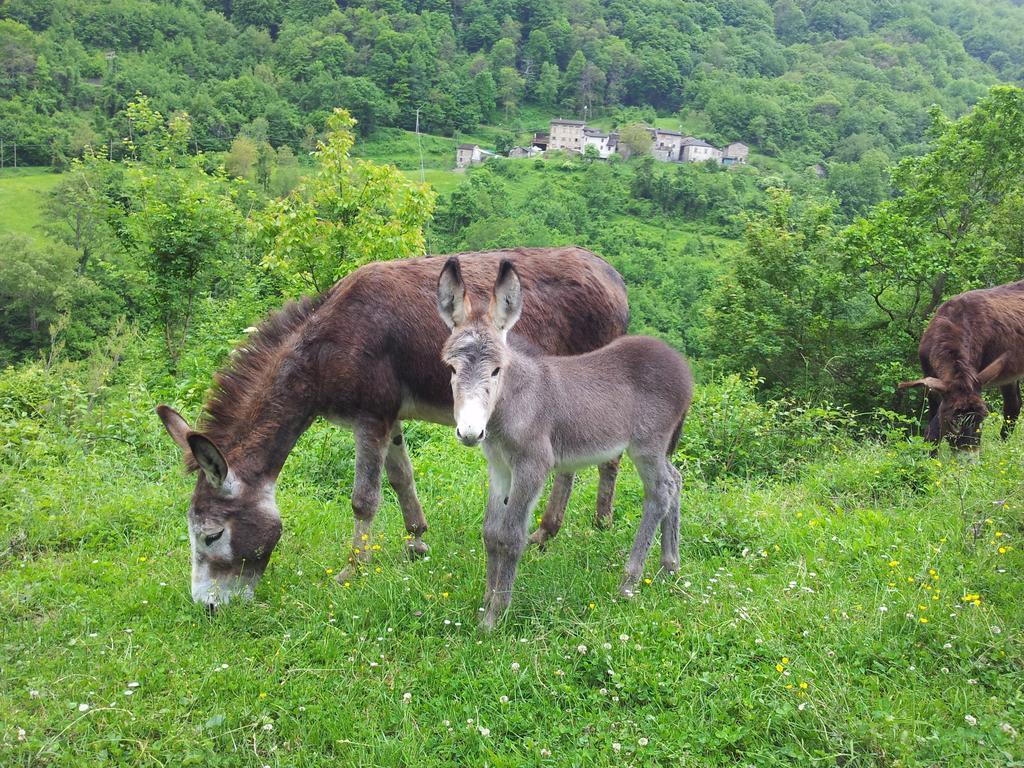 Agriturismo Ca Sonino Bettola  외부 사진